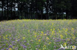 Bijenvoer (Phacelia tanacetifolia)