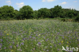 Lacy Phacelia (Phacelia tanacetifolia)