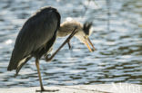 Grey Heron (Ardea cinerea)