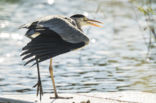 Blauwe Reiger (Ardea cinerea)