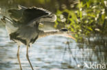 Blauwe Reiger (Ardea cinerea)