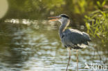 Grey Heron (Ardea cinerea)