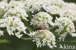 Blinde bij (Eristalis tenax)