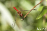 Bloedrode heidelibel (Sympetrum sanguineum)