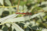 Bloedrode heidelibel (Sympetrum sanguineum)