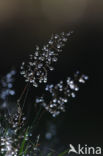 Bochtige smele (Deschampsia flexuosa)