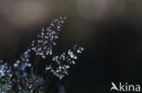 Bochtige smele (Deschampsia flexuosa)