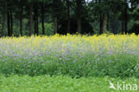 Lacy Phacelia (Phacelia tanacetifolia)