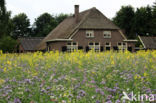 Bijenvoer (Phacelia tanacetifolia)