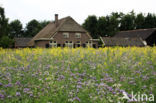 Bijenvoer (Phacelia tanacetifolia)