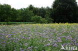 Lacy Phacelia (Phacelia tanacetifolia)