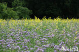 Lacy Phacelia (Phacelia tanacetifolia)