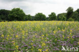 Bijenvoer (Phacelia tanacetifolia)