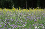 Lacy Phacelia (Phacelia tanacetifolia)