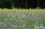 Lacy Phacelia (Phacelia tanacetifolia)