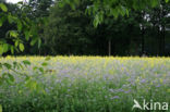 Bijenvoer (Phacelia tanacetifolia)