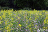 Bijenvoer (Phacelia tanacetifolia)