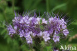 Bijenvoer (Phacelia tanacetifolia)