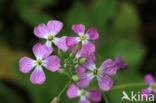 Garden Radish (Raphanus sativus)