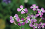 Garden Radish (Raphanus sativus)