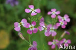 Garden Radish (Raphanus sativus)