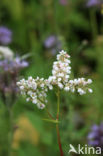 Buckwheat (Fagopyrum esculentum)