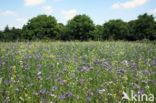 Buckwheat (Fagopyrum esculentum)