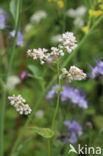 Buckwheat (Fagopyrum esculentum)