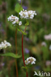 Buckwheat (Fagopyrum esculentum)