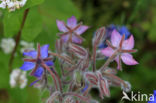 Borage (Borago officinalis)