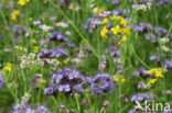 Lacy Phacelia (Phacelia tanacetifolia)