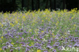 Bijenvoer (Phacelia tanacetifolia)