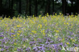 Lacy Phacelia (Phacelia tanacetifolia)