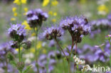 Lacy Phacelia (Phacelia tanacetifolia)