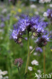 Bijenvoer (Phacelia tanacetifolia)