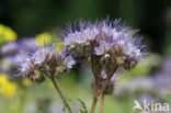 Bijenvoer (Phacelia tanacetifolia)