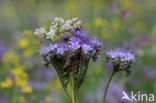 Lacy Phacelia (Phacelia tanacetifolia)