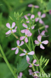 Garden Radish (Raphanus sativus)