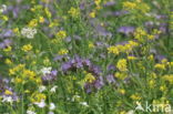 Lacy Phacelia (Phacelia tanacetifolia)