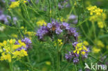 Lacy Phacelia (Phacelia tanacetifolia)