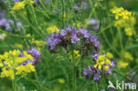 Bijenvoer (Phacelia tanacetifolia)