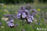 Lacy Phacelia (Phacelia tanacetifolia)