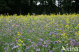 Buckwheat (Fagopyrum esculentum)