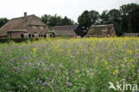 Buckwheat (Fagopyrum esculentum)