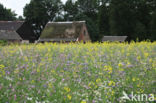 Buckwheat (Fagopyrum esculentum)