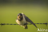 Barn Swallow (Hirundo rustica)