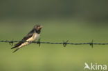 Boerenzwaluw (Hirundo rustica)