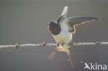 Barn Swallow (Hirundo rustica)