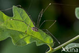 harvestman (Leiobunum rotundum)