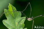 harvestman (Leiobunum rotundum)
